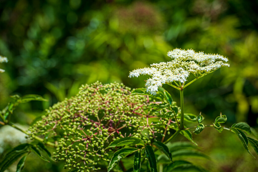 Blooms at Kenneth R Hammons Park