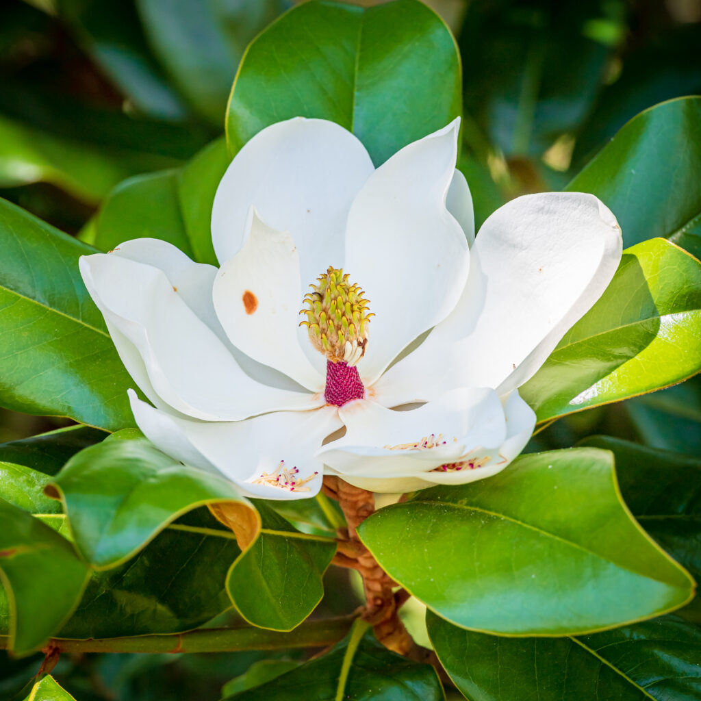 Magnolia bloom at Kenneth R Hammons Park