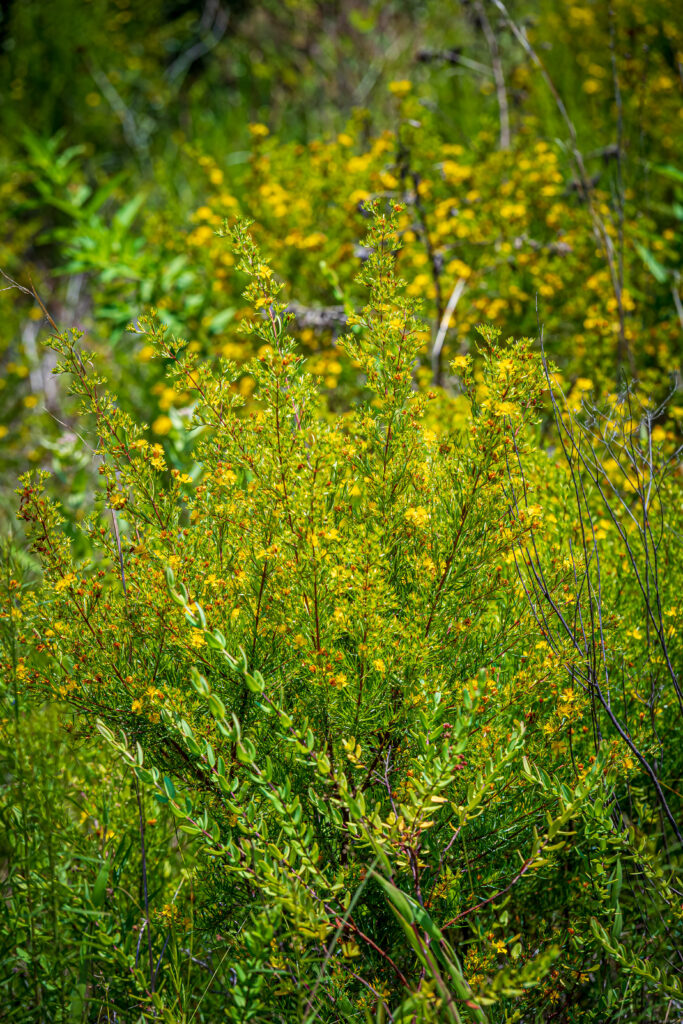 Plants at Kenneth R Hammons Park