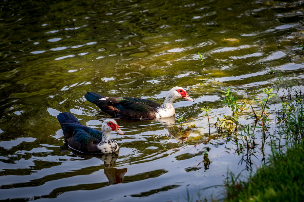 Muscovy Ducks at Reiter Park