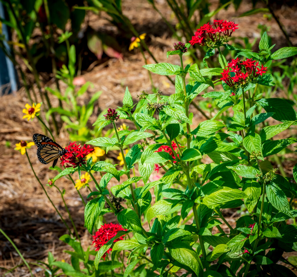 Monarch butterfly in Reiter Park