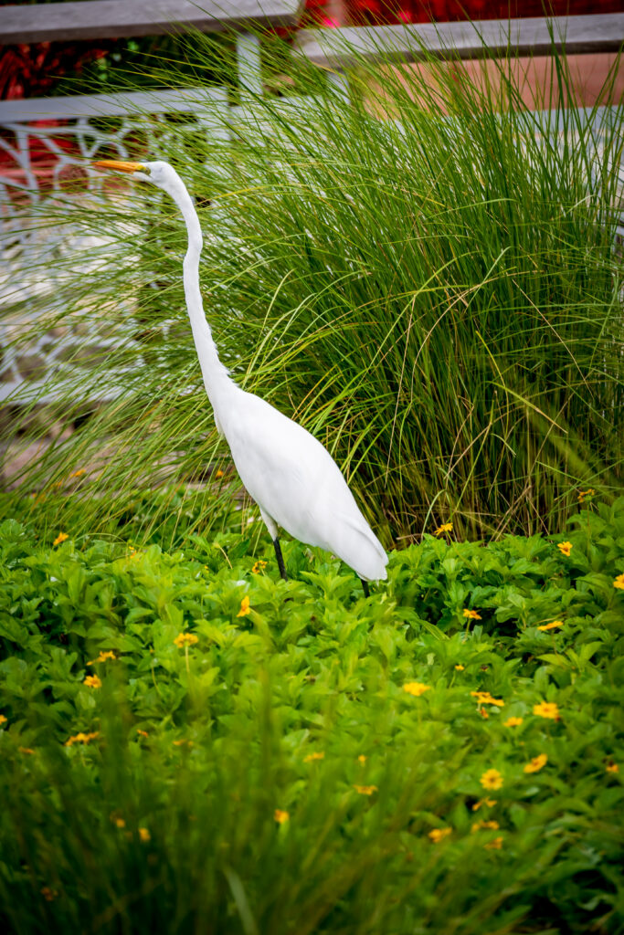 Great Egret at Oviedo on the Park