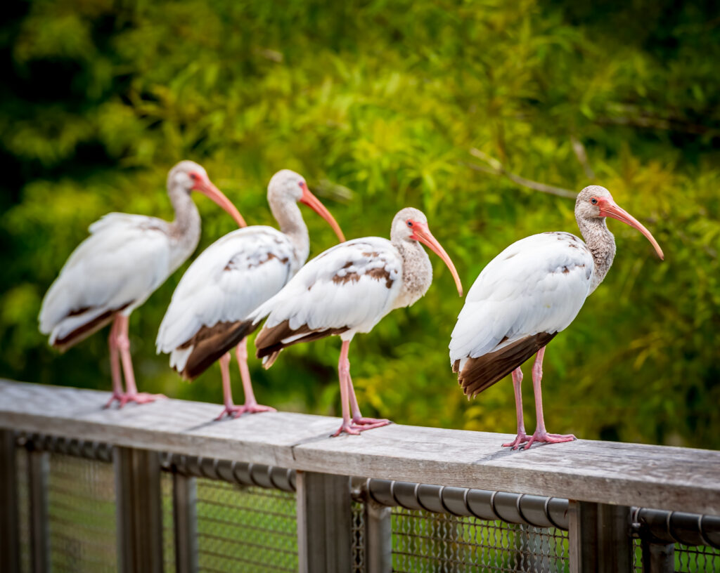 White Ibises at Oviedo on the Park