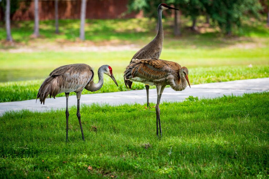 Sandhill Cranes at Oviedo on the Park